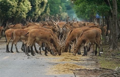 Dafeng Milu Deer Nature Reserve: Where Ancient Elegance Meets Modern Conservation Efforts!