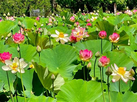 Jinhuaxiu Park: A Haven for Tranquility and Stunning Lotus Blooms!