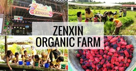 The Zenxin Organic Farm: A Quirky Escape for Urbanites Craving Nature and Delicious Vegetarian Fare!