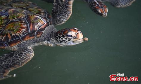 Explore the Mystical Beauty of the Fangchenggang Sea Turtle National Nature Reserve!